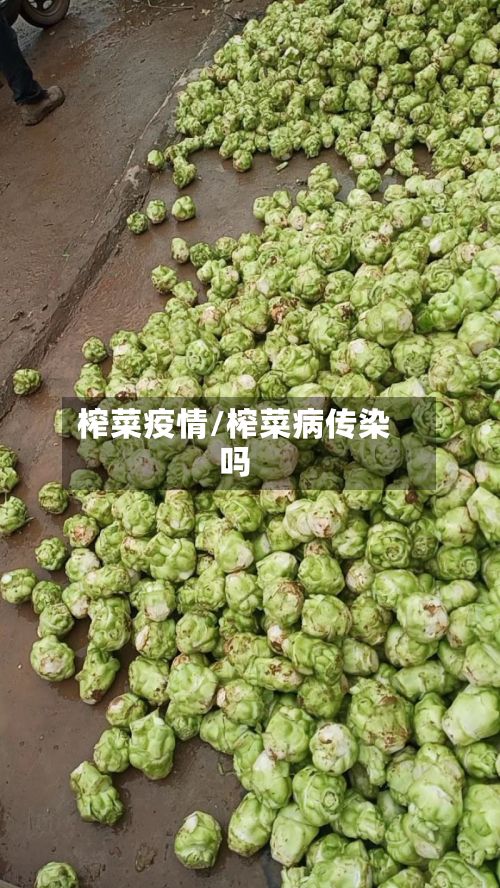 榨菜疫情/榨菜病传染吗-第2张图片