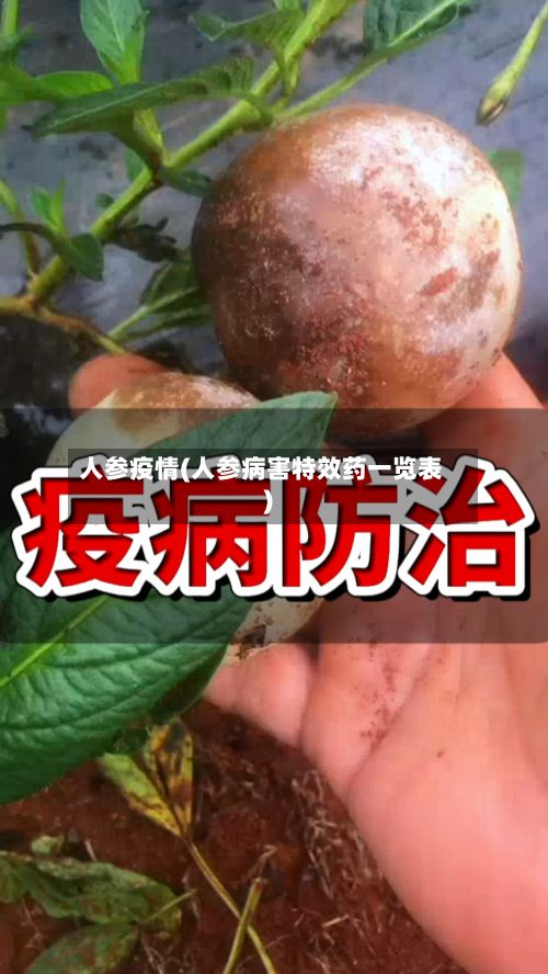 人参疫情(人参病害特效药一览表)