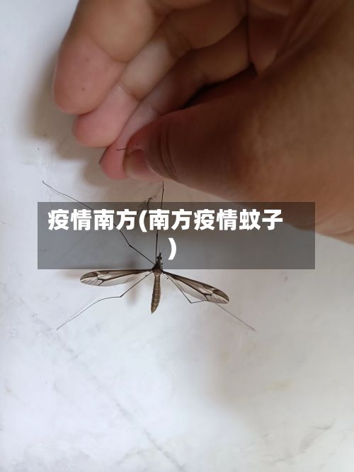 疫情南方(南方疫情蚊子)-第2张图片