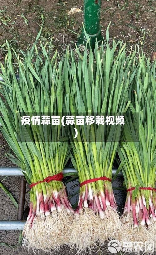 疫情蒜苗(蒜苗移栽视频)-第3张图片