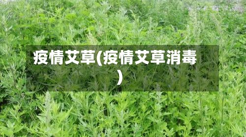 疫情艾草(疫情艾草消毒)-第2张图片