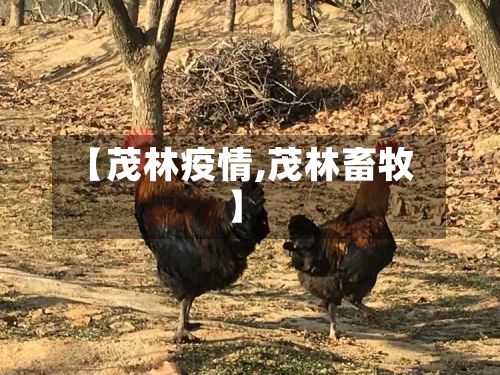 【茂林疫情,茂林畜牧】