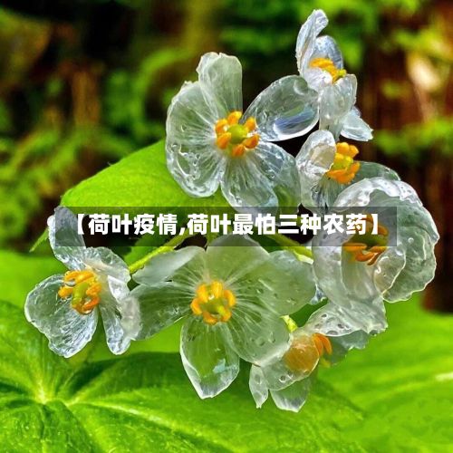 【荷叶疫情,荷叶最怕三种农药】