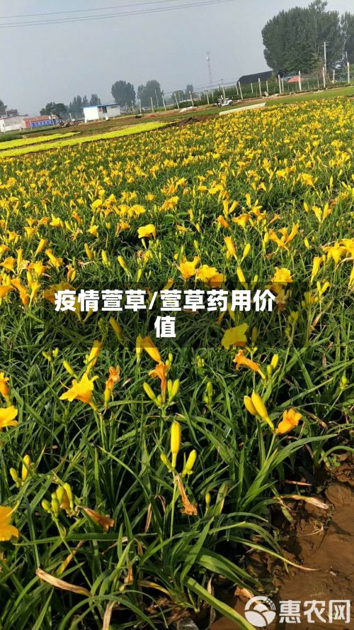 疫情萱草/萱草药用价值