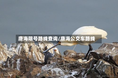 唐海限号路线查询/唐海公交车路线-第2张图片