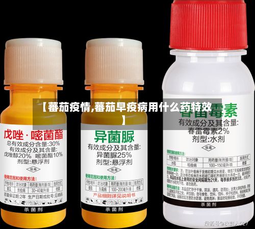 【蕃茄疫情,蕃茄早疫病用什么药特效】