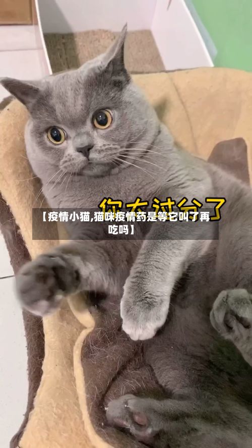 【疫情小猫,猫咪疫情药是等它叫了再吃吗】-第3张图片