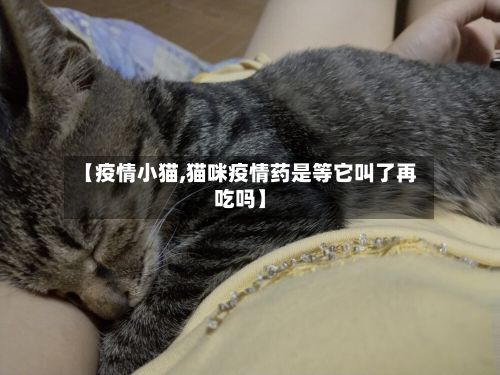 【疫情小猫,猫咪疫情药是等它叫了再吃吗】-第2张图片