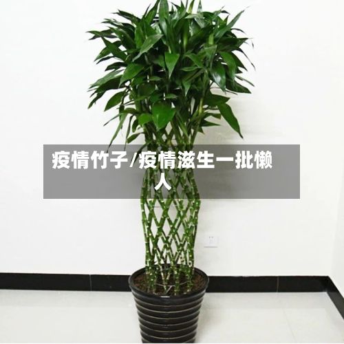 疫情竹子/疫情滋生一批懒人