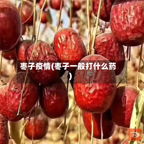 枣子疫情(枣子一般打什么药)-第2张图片
