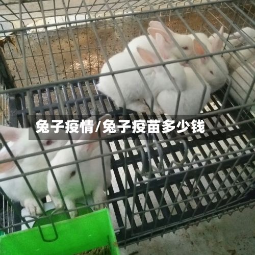 兔子疫情/兔子疫苗多少钱