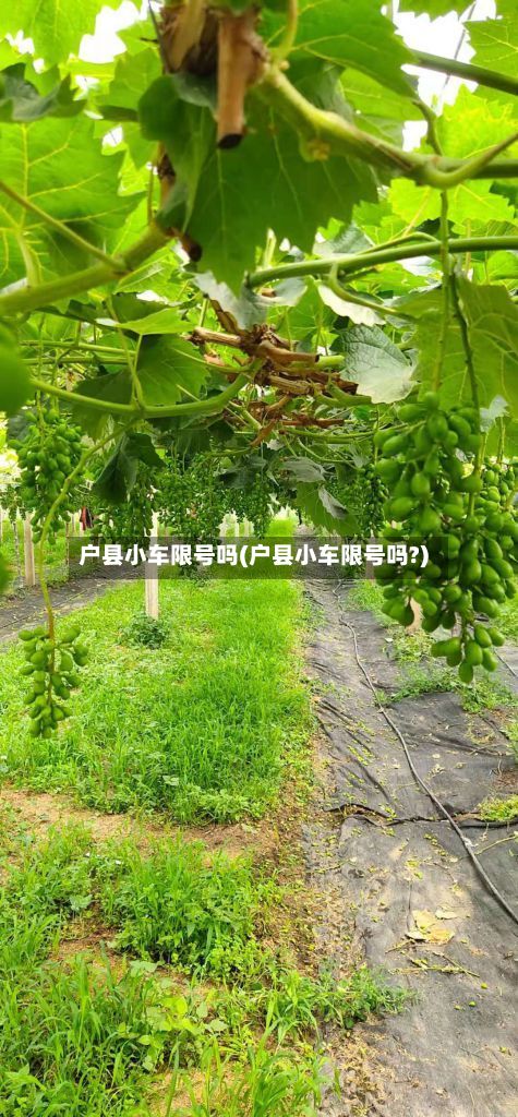 户县小车限号吗(户县小车限号吗?)-第3张图片