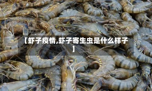 【虾子疫情,虾子寄生虫是什么样子】-第3张图片