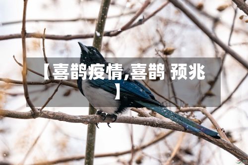 【喜鹊疫情,喜鹊 预兆】