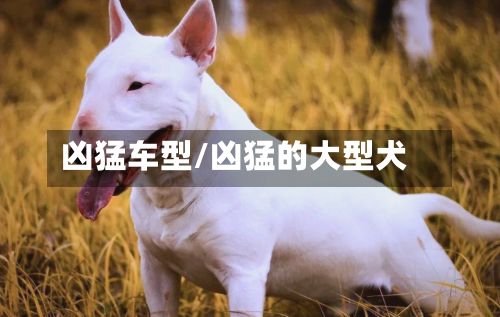 凶猛车型/凶猛的大型犬